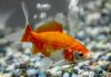 These Scientists Taught A Goldfish To Drive A Fishbowl With Motorized Wheels