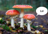Turns out, mushrooms can literally talk. And who communicate with 50 different words