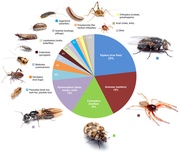 A dozen species of insects live in your house (without you knowing it) 1