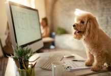 Understanding How Anti-Inflammatory Solutions Can Help Your Dog How Anti Inflammatory Solutions Can Help Your Dog