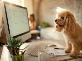 Understanding How Anti-Inflammatory Solutions Can Help Your Dog How Anti Inflammatory Solutions Can Help Your Dog