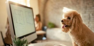 Understanding How Anti-Inflammatory Solutions Can Help Your Dog How Anti Inflammatory Solutions Can Help Your Dog